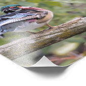 Drake Wood Duck on Logフォトプリント フォトプリント (角)