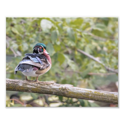 Drake Wood Duck on Logフォトプリント フォトプリント (正面)