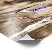 Drake Wood Duck "Secreted"ポスター フォトプリント (角)