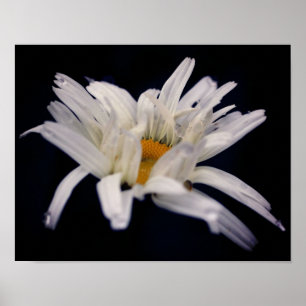Dramatic Daisy Flower ポスター