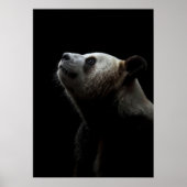 Dramatic Giant Panda Portrait ポスター (正面)