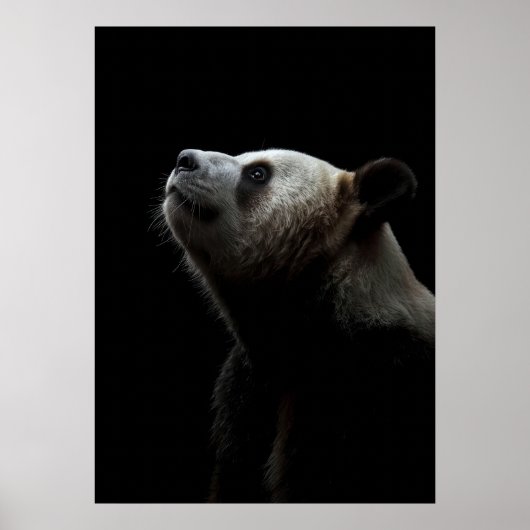 Dramatic Giant Panda Portrait ポスター (正面)