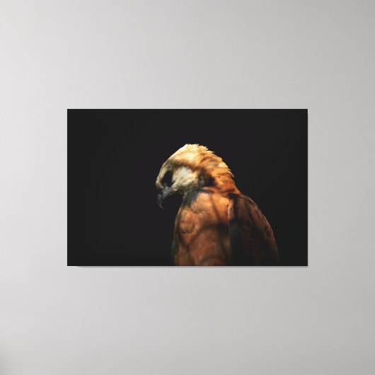 Dramatic Low Key Portrait of a Majestic Hawk キャンバスプリント (正面)