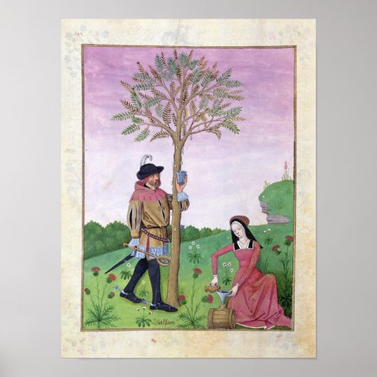 Drawing sap from a tree ポスター (正面)