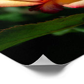 Dream Come True Rose ポスター (角)