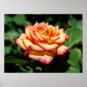 Dream Come True Rose ポスター (正面)