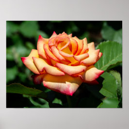 Dream Come True Rose ポスター