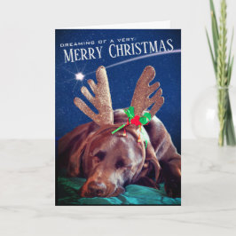 Dreaming Chocolate Labと〔雄ジカの〕枝角写真 シーズンカード