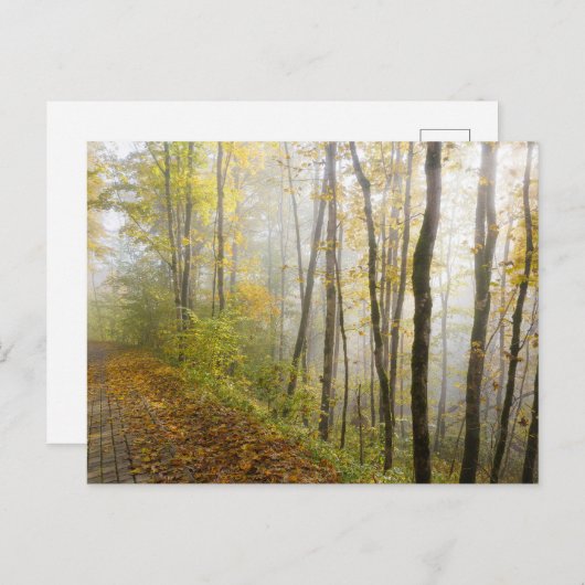 Dreamy autumn park ポストカード (正面/裏面)