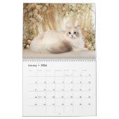 Dreamy Ragdoll Cats and Kittens Calendar カレンダー (1月 2026)