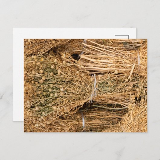 Dried Harmal  ポストカード (正面/裏面)