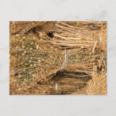 Dried Harmal  ポストカード (正面)