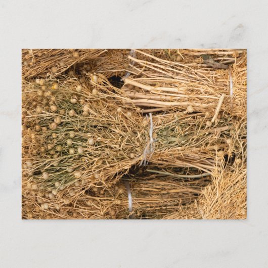Dried Harmal ポストカード (正面)