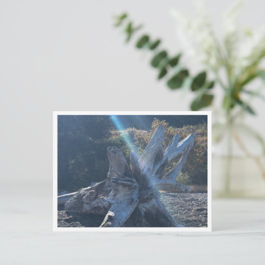 Driftwood ポストカード (スタンド正面)