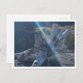 Driftwood ポストカード (正面/裏面)