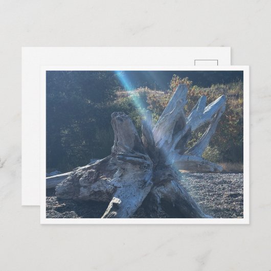 Driftwood ポストカード (正面/裏面)