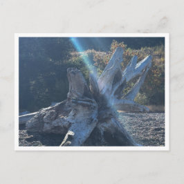 Driftwood ポストカード