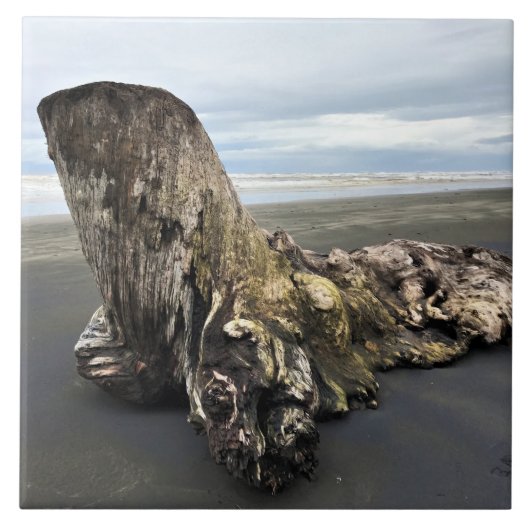 Driftwood at Bensonビーチ, Cape Mission, WA タイル (正面)