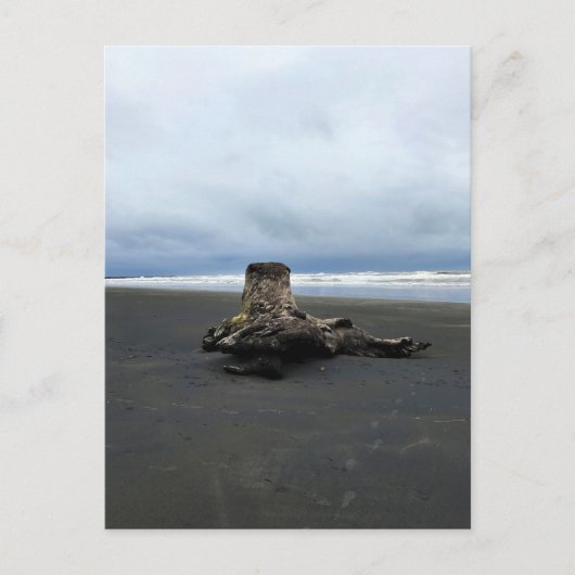Driftwood at Bensonビーチ, Cape Mission, WA ポストカード (正面)