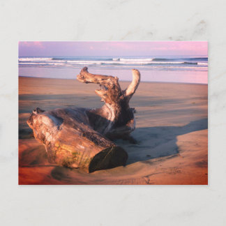 Driftwood Log Costa Rica Beach Photo Postcard ポストカード
