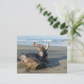 Driftwood Log Costa Rica Beach Photo Postcard ポストカード (スタンド正面)