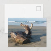 Driftwood Log Costa Rica Beach Photo Postcard ポストカード (正面/裏面)