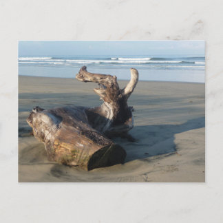 Driftwood Log Costa Rica Beach Photo Postcard ポストカード