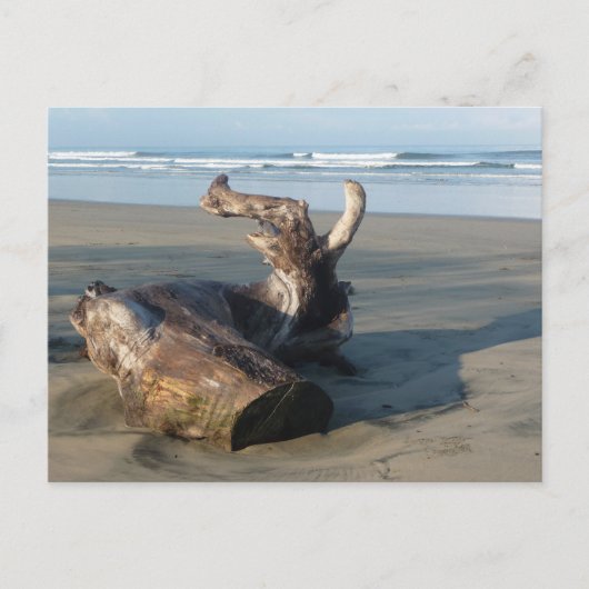 Driftwood Log Costa Rica Beach Photo Postcard ポストカード (正面)