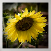 Drooping ポスター (正面)