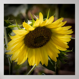 Drooping ポスター