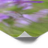 Drummond Phloxのクローズアップ， Phlox drummondi, 2 ポスター (角)