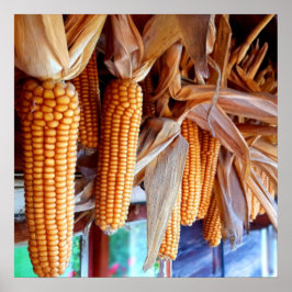 Dry Whole Ear Corn with Husks ポスター