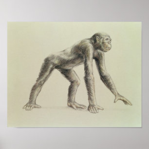 Dryopithecus Africanus ポスター