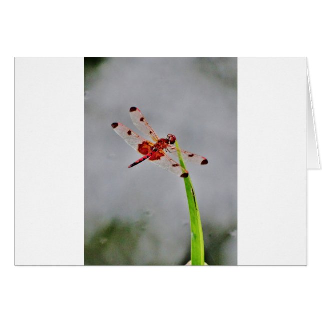 DSC00029.JPG (正面横)