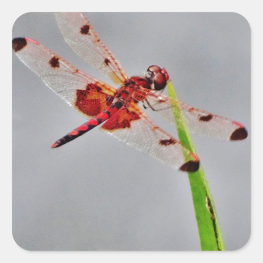 DSC00029.JPG スクエアシール (正面)