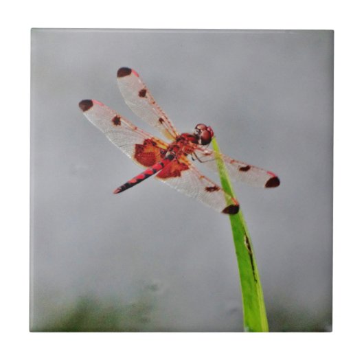 DSC00029.JPG タイル (正面)