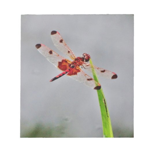 DSC00029.JPG ノートパッド (正面)