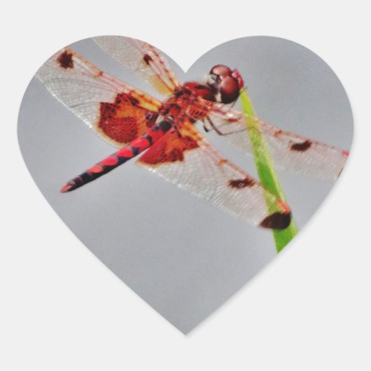 DSC00029.JPG ハートシール (正面)