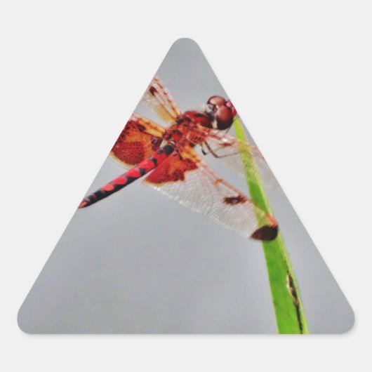 DSC00029.JPG 三角形シール (正面)