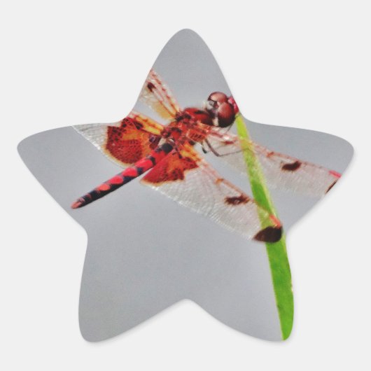 DSC00029.JPG 星シール (正面)