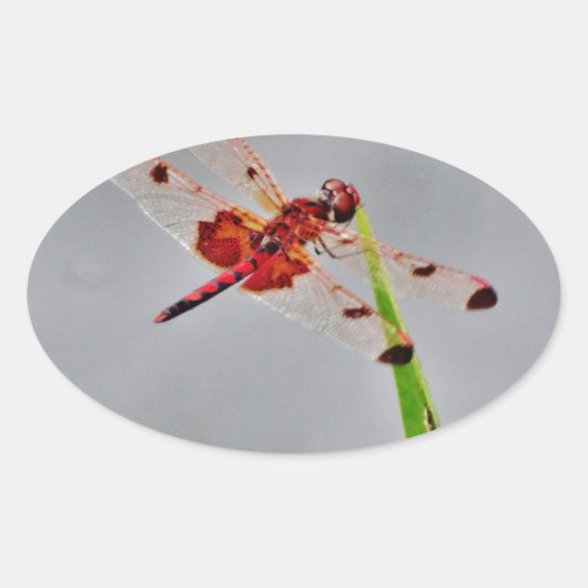 DSC00029.JPG 楕円形シール (正面)