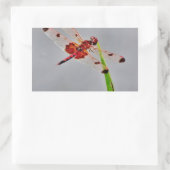 DSC00029.JPG 長方形シール (バッグ)