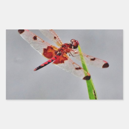 DSC00029.JPG 長方形シール (正面)