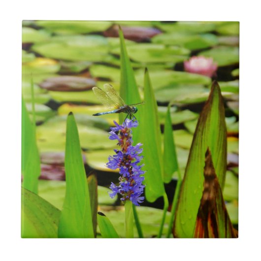 DSC00059.JPG タイル (正面)