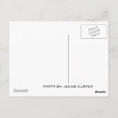 DSC00096，京都，京都，日本 ポストカード (裏面)