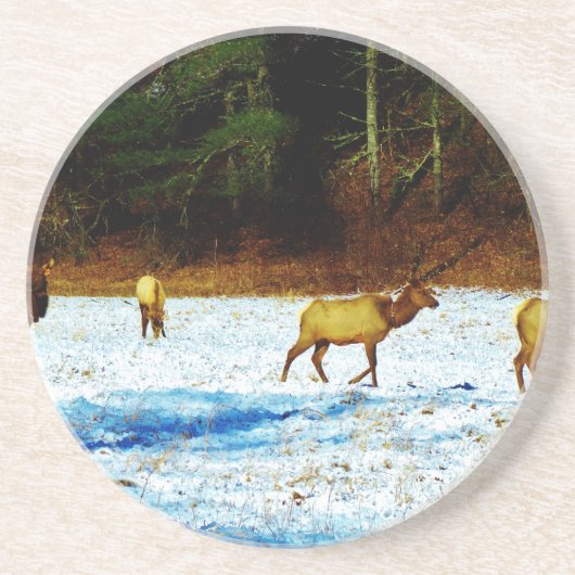 DSC00131.JPG コースター (正面)