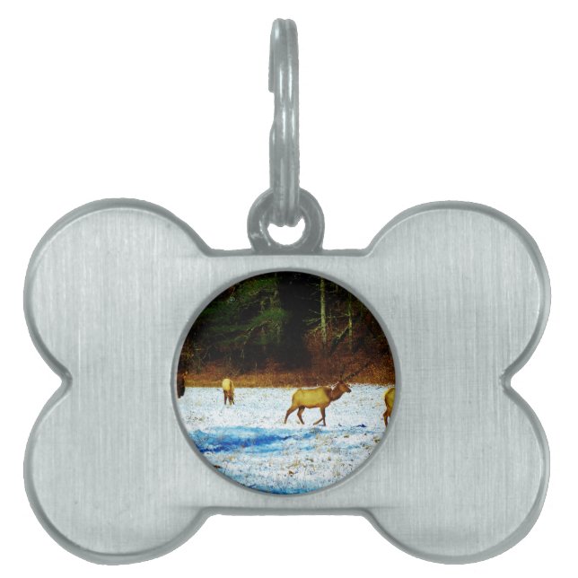 DSC00131.JPG ペットネームタグ (正面)