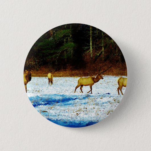 DSC00131.JPG 缶バッジ (正面)