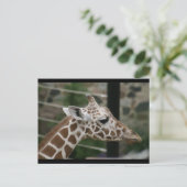 DSC00238 ポストカード (スタンド正面)