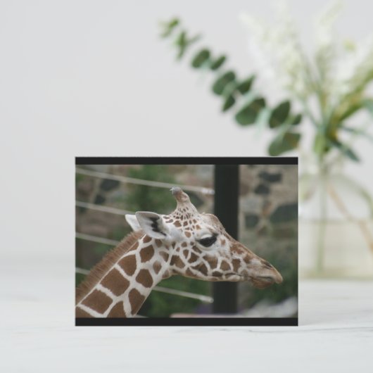 DSC00238 ポストカード (スタンド正面)